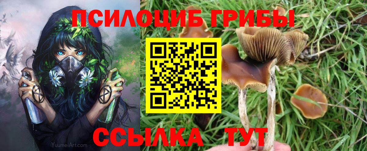 Псилоцибиновые грибы Cubensis Муром